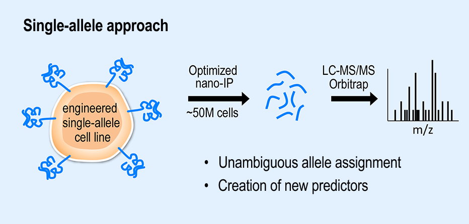 antigen-specific graph 1