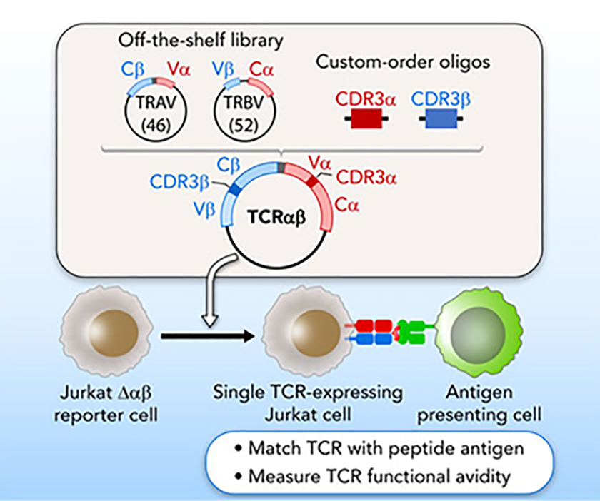 antigen-specific graph 3